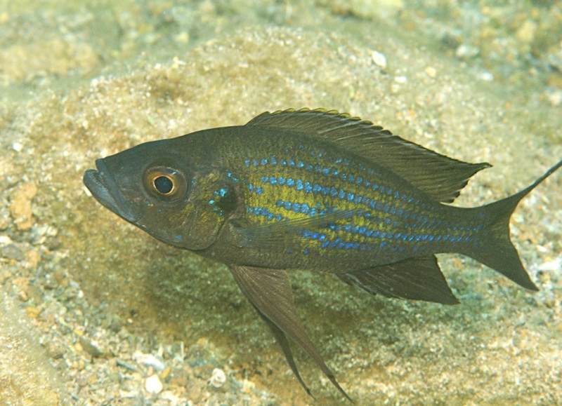 Aulonocranus dewindti 'Nkondwe Island'